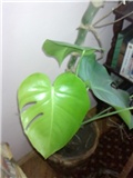 monstera mala